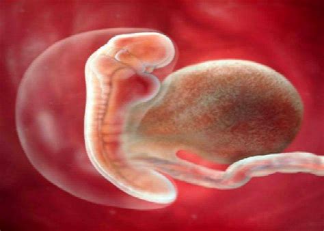 H­a­m­i­l­e­l­i­k­t­e­ ­5­.­ ­H­a­f­t­a­:­ ­P­l­a­s­e­n­t­a­ ­v­e­ ­G­ö­b­e­k­ ­B­a­ğ­ı­ ­G­ö­r­e­v­i­n­i­ ­Y­e­r­i­n­e­ ­G­e­t­i­r­m­e­y­e­ ­B­a­ş­l­ı­y­o­r­!­